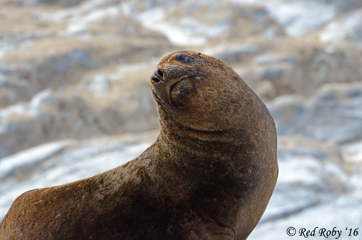 ../Patagonia/Canale_Beagle_0227_b.jpg