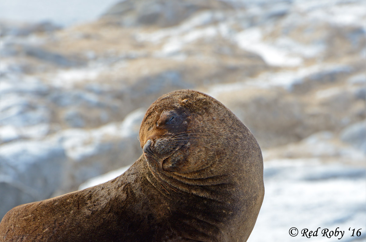 ../Patagonia/Canale_Beagle_0228_b.jpg