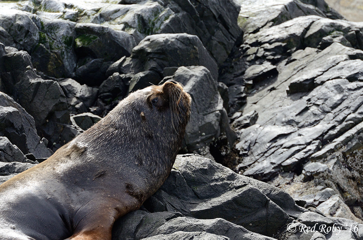 ../Patagonia/Canale_Beagle_0241_b.jpg