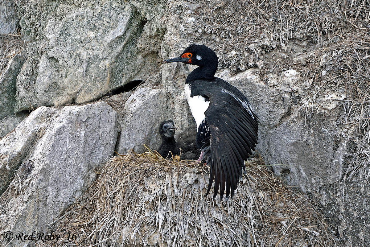 ../Patagonia/Canale_Beagle_0591.jpg