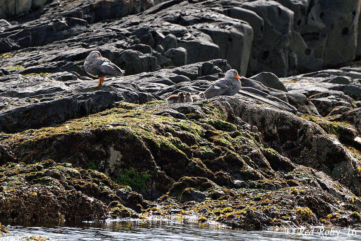 ../Patagonia/Canale_Beagle_0628.jpg