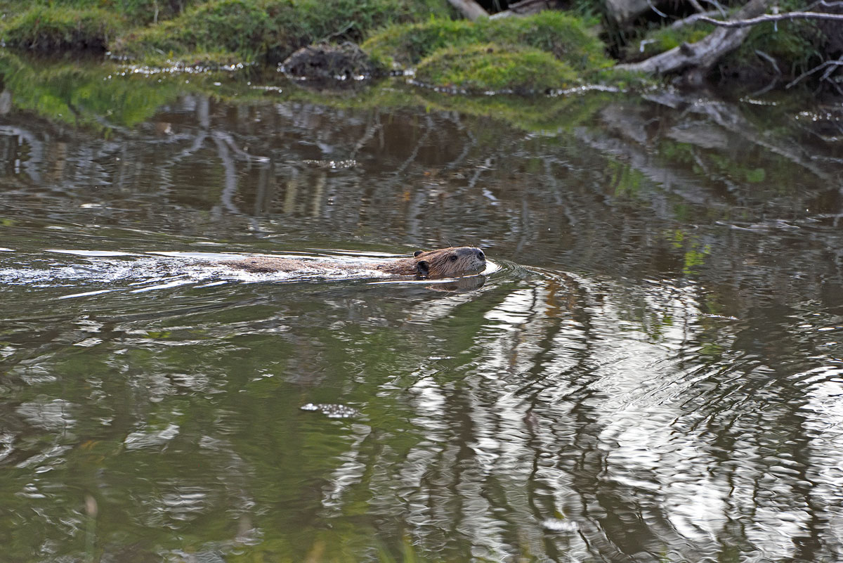 ../Patagonia/Castori_0264.jpg