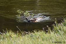 ../Viaggi/Patagonia/Castori_0322ter.jpg