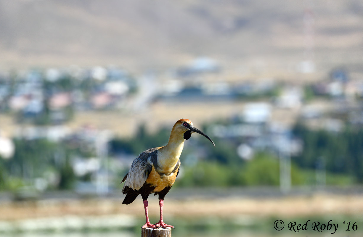 ../Patagonia/Laguna_Nimez_2214.jpg