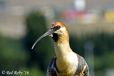 ../Viaggi/Patagonia/Laguna_Nimez_2217ter.jpg