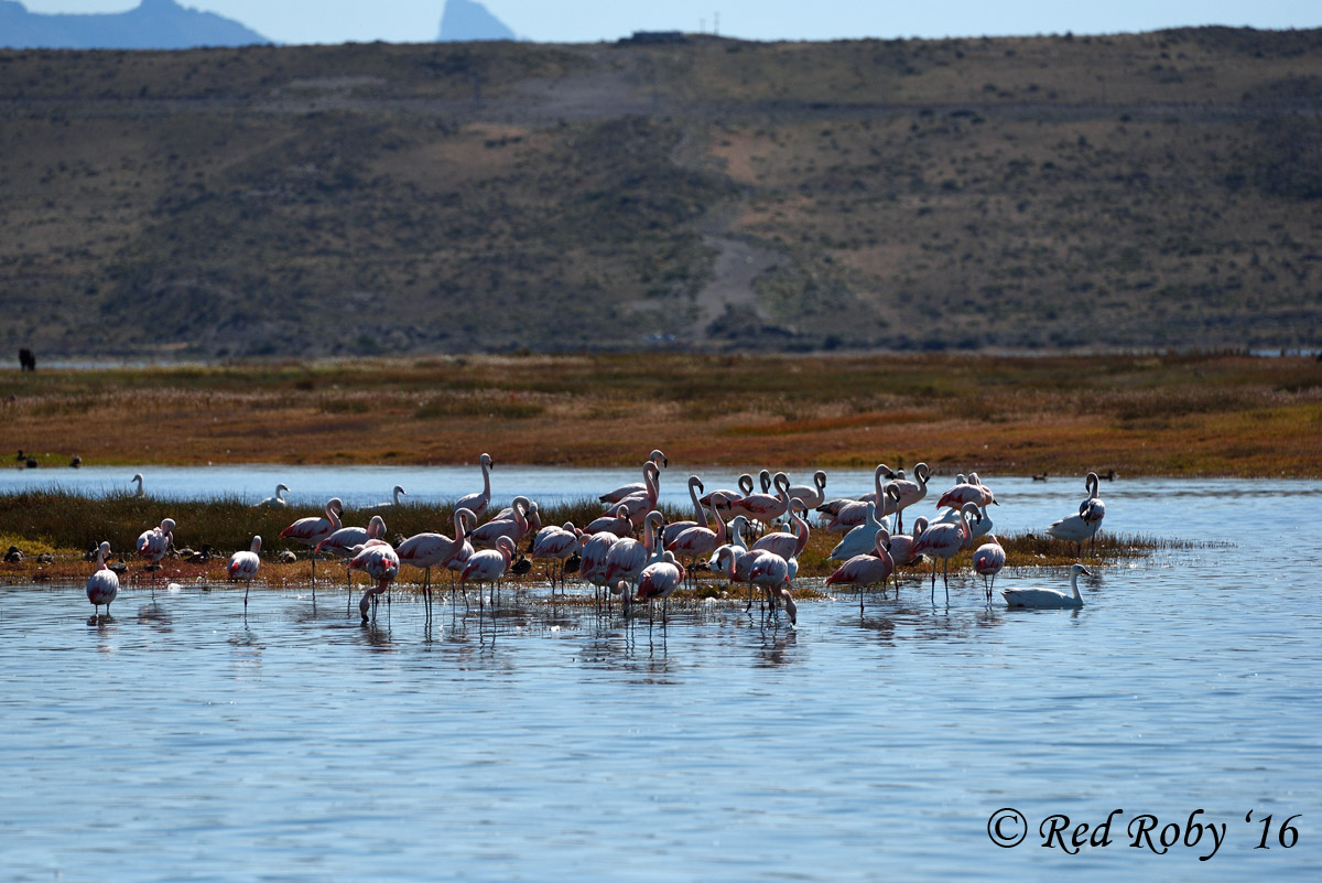 ../Patagonia/Laguna_Nimez_2223.jpg