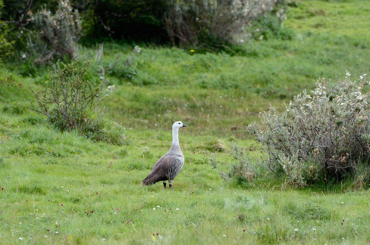 ../Patagonia/Parco_Terra_del_fuoco_0093_b.jpg