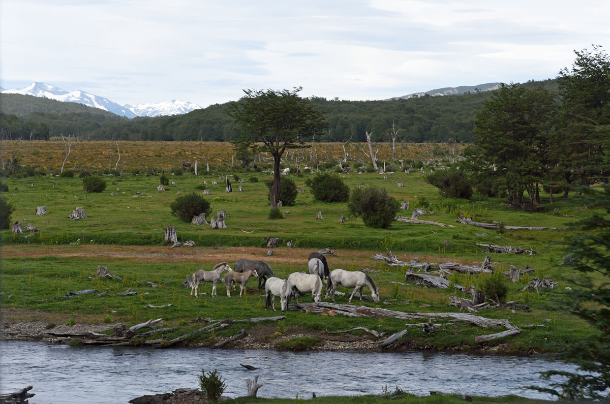../Patagonia/Parco_Terra_del_fuoco_0432.jpg