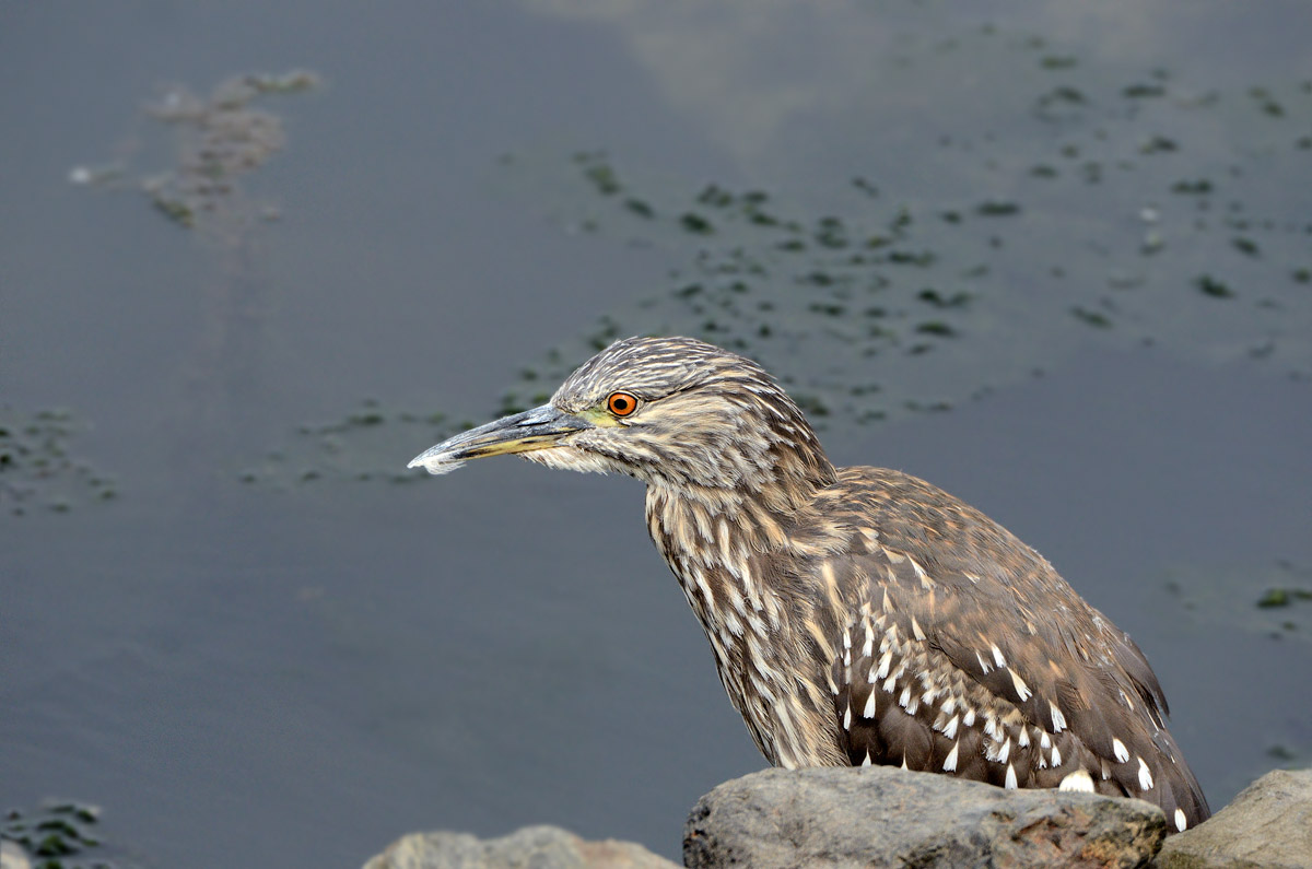 ../Patagonia/Ushuaia_0103_b.jpg