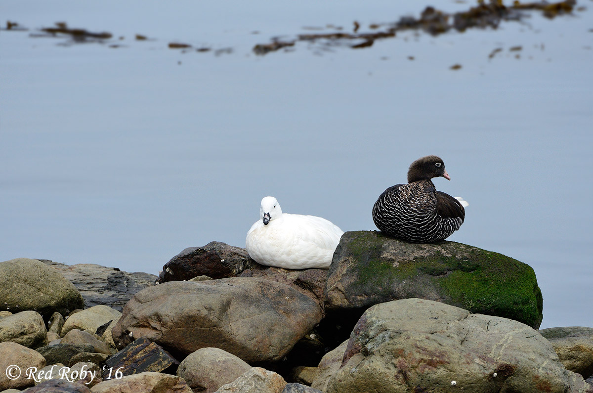 ../Patagonia/Ushuaia_0109_b.jpg