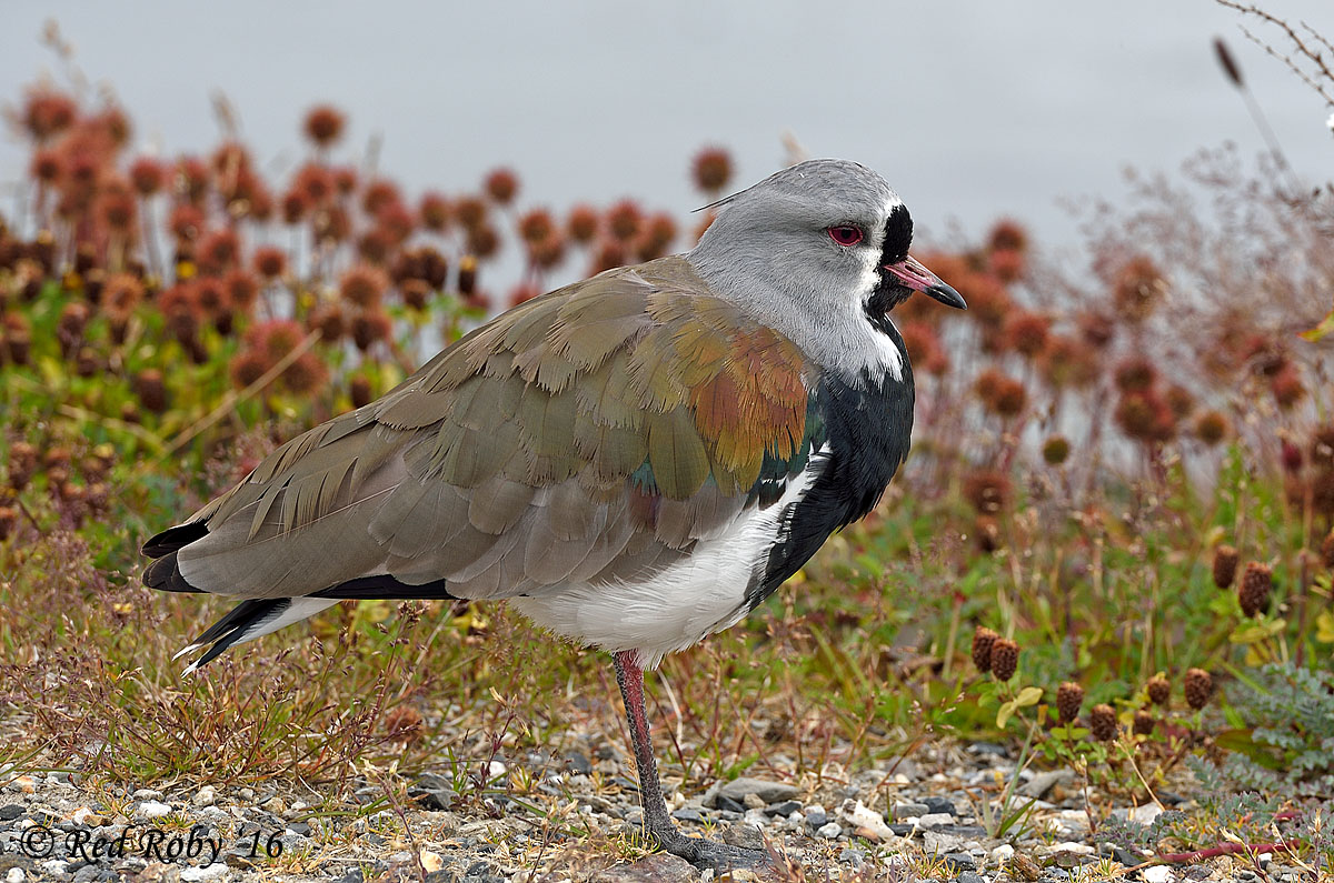 ../Patagonia/Ushuaia_0239.jpg