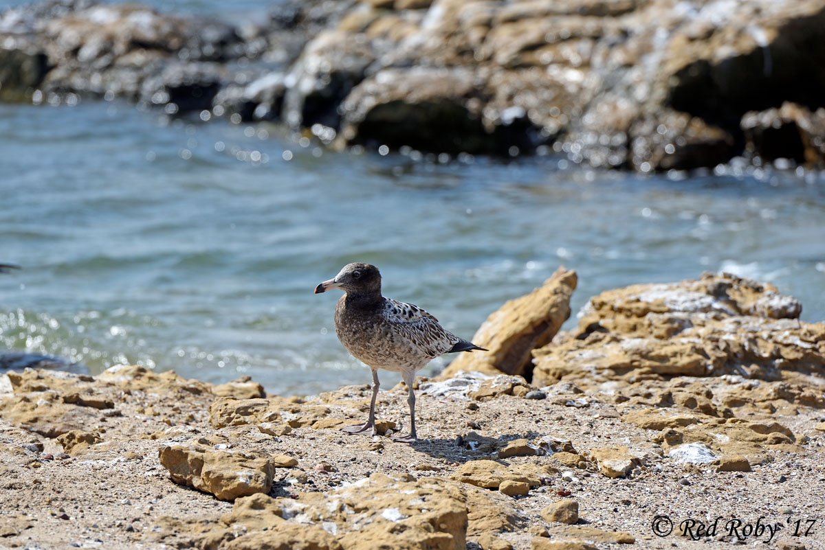 ../Peru/Paracas_20969.jpg