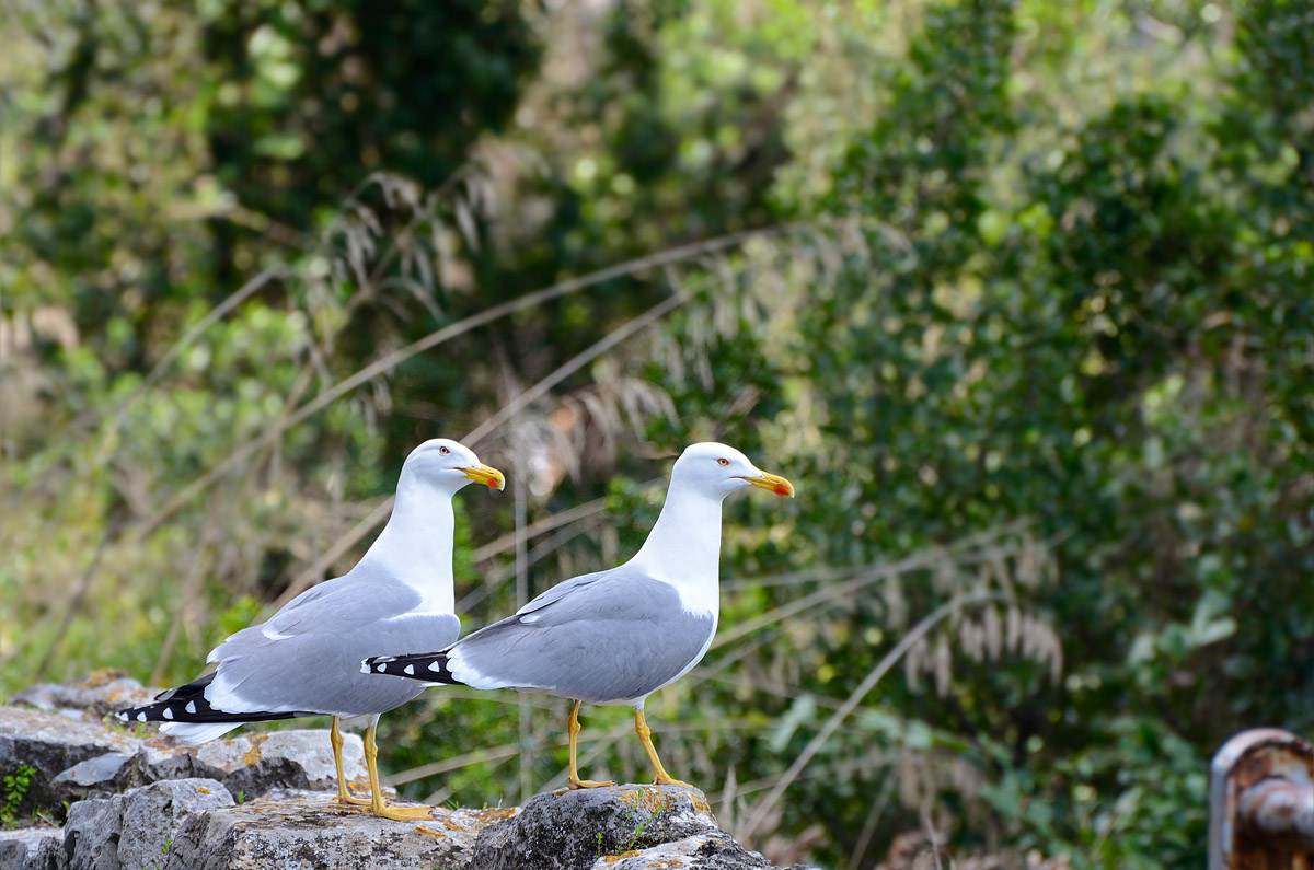 ../Viaggi/Portovenere/119.jpg