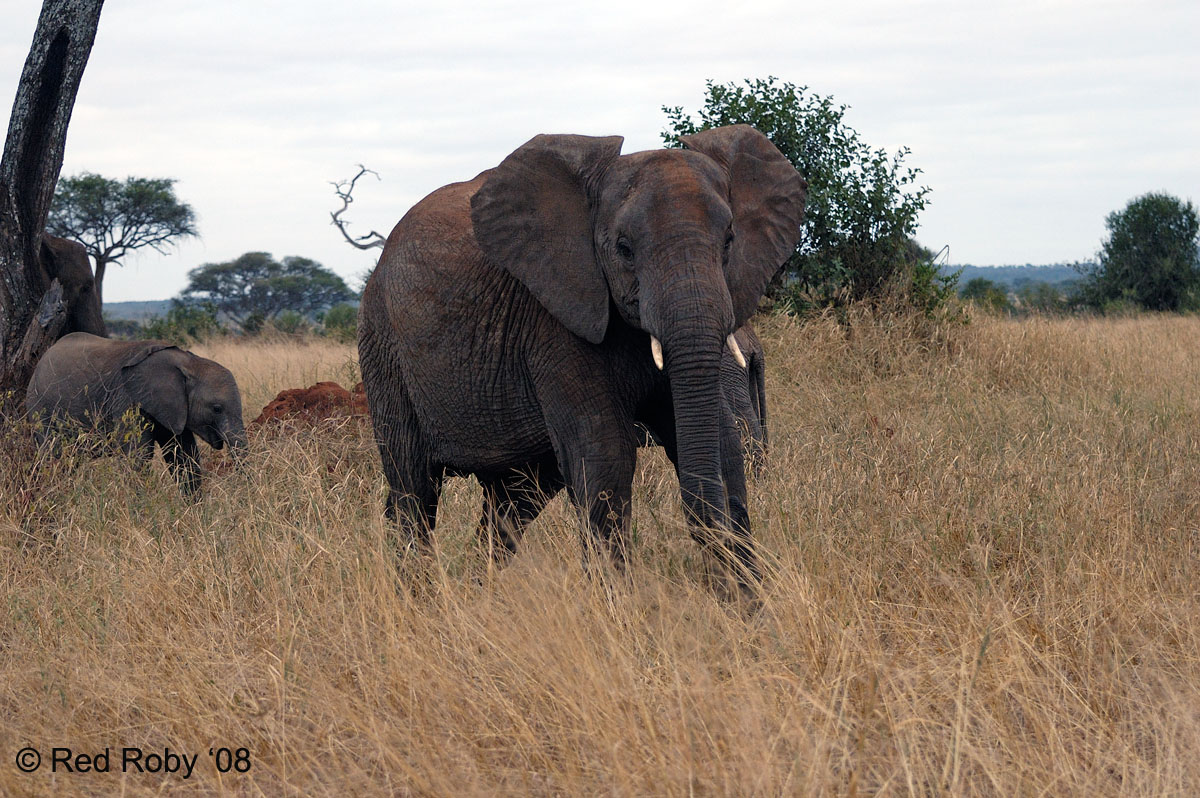 ../Viaggi/Tanzania/0035.jpg
