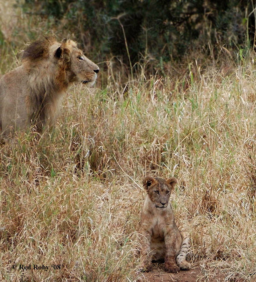 ../Viaggi/Tanzania/0056.jpg
