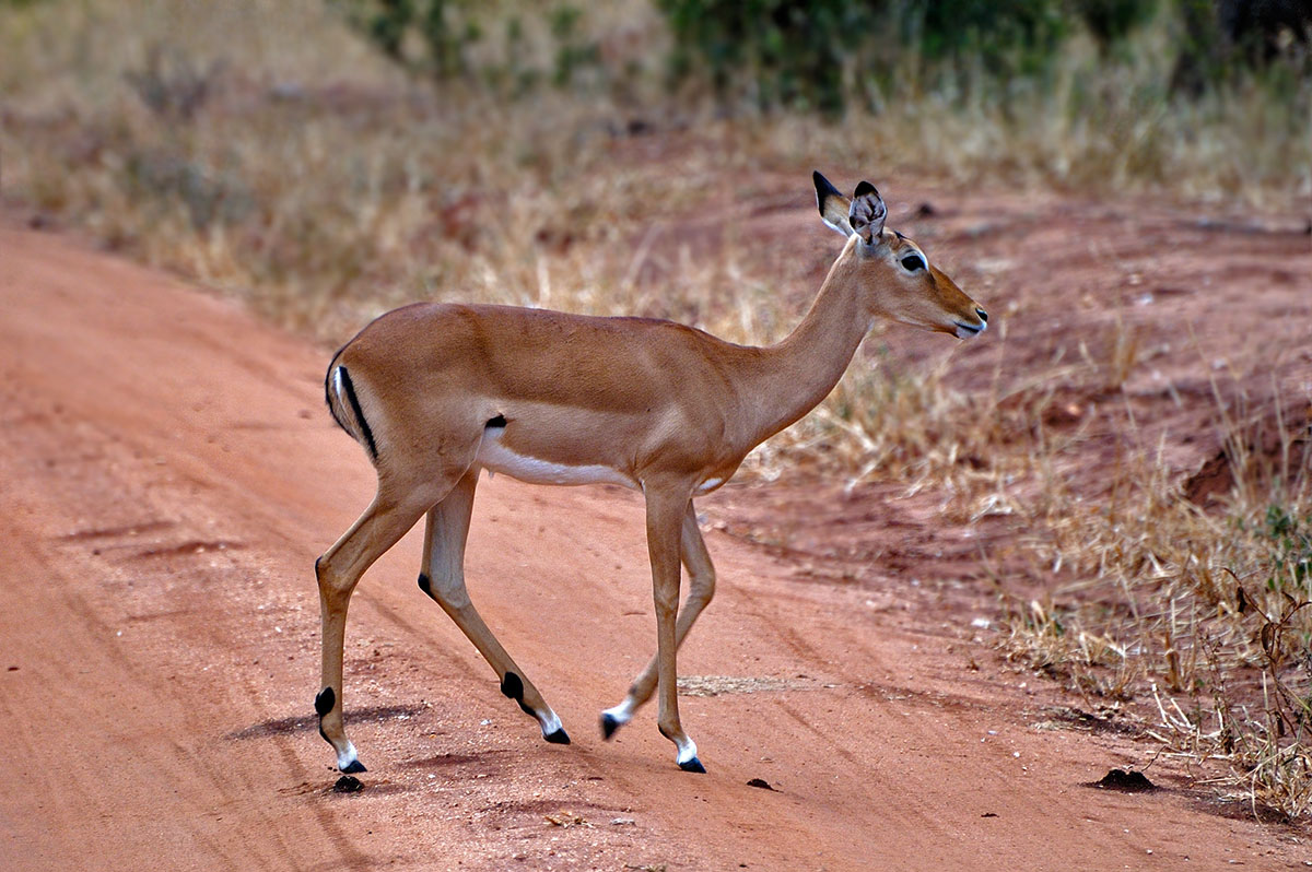 ../Viaggi/Tanzania/0087.jpg