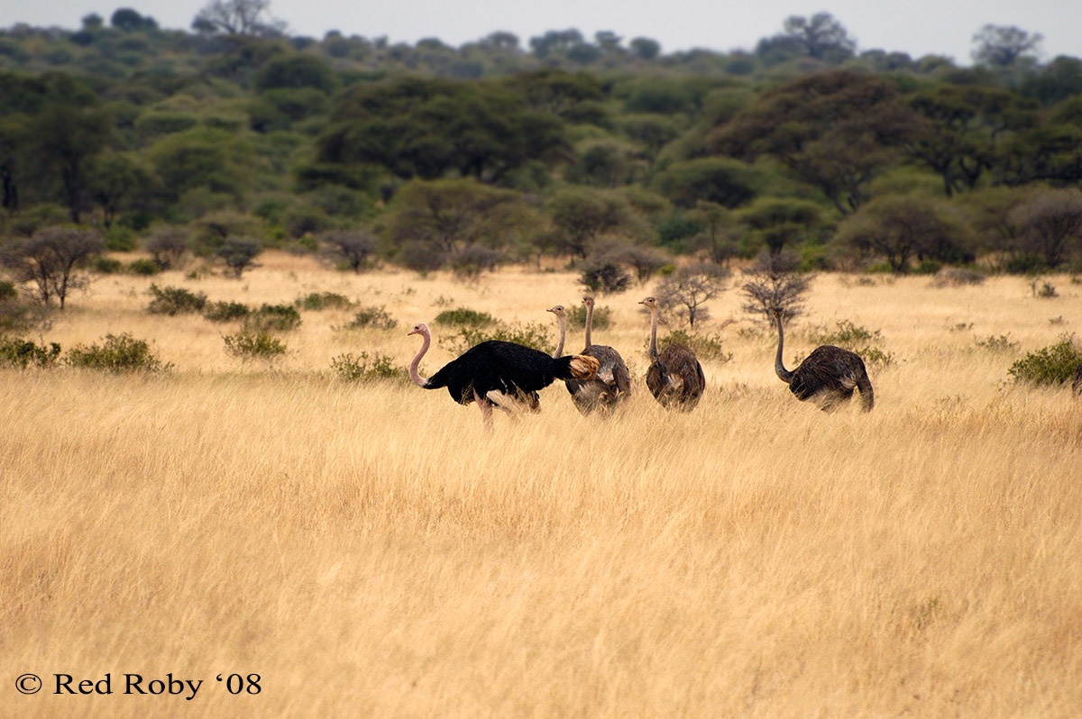 ../Viaggi/Tanzania/0121.jpg