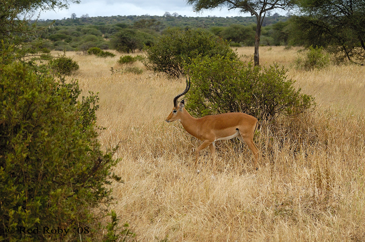 ../Viaggi/Tanzania/0124.jpg