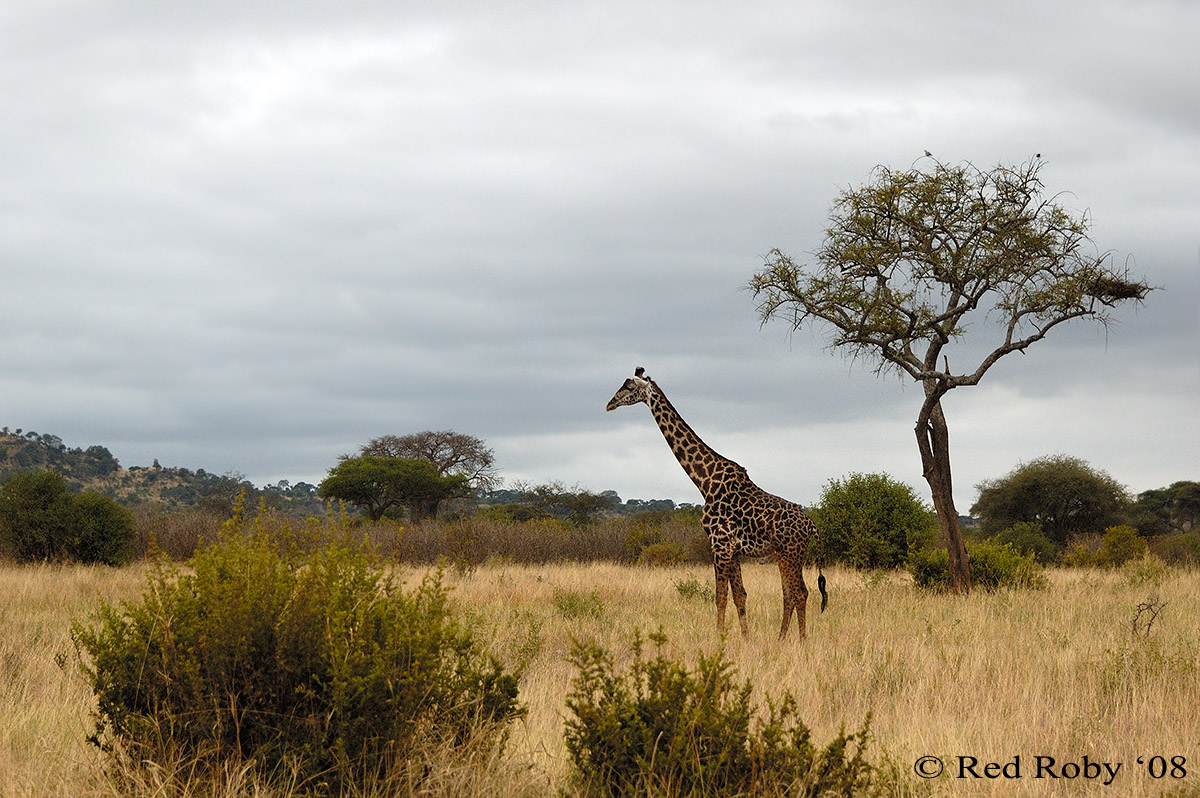 ../Viaggi/Tanzania/0145.jpg