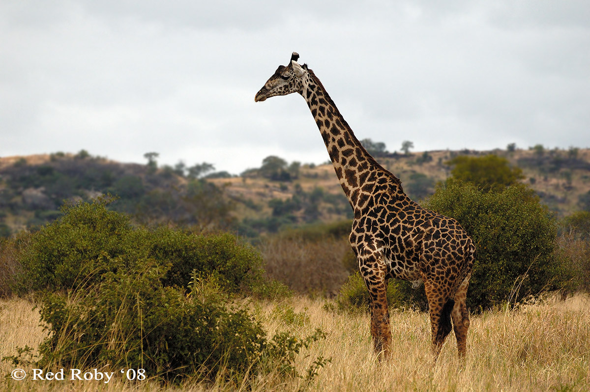 ../Viaggi/Tanzania/0150.jpg