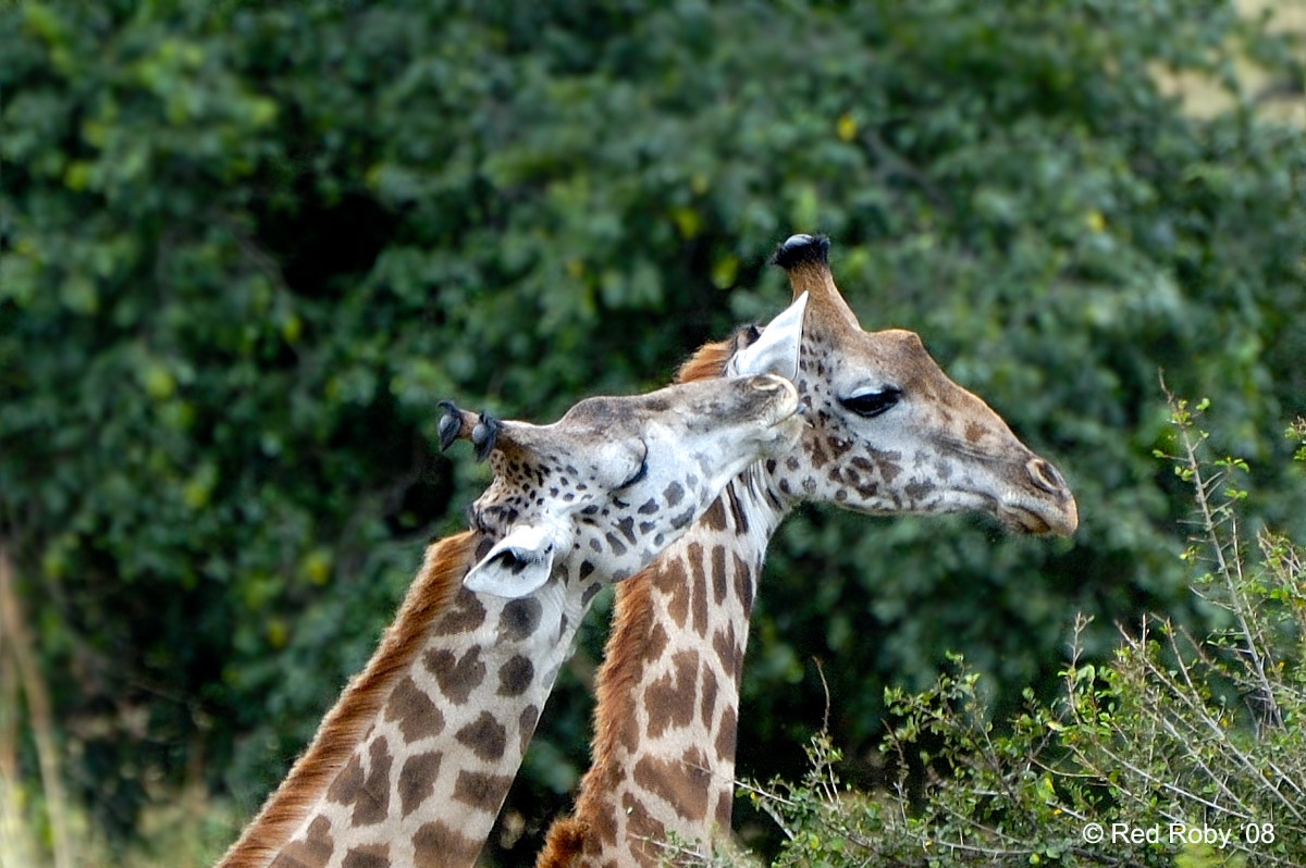 ../Viaggi/Tanzania/0181.jpg