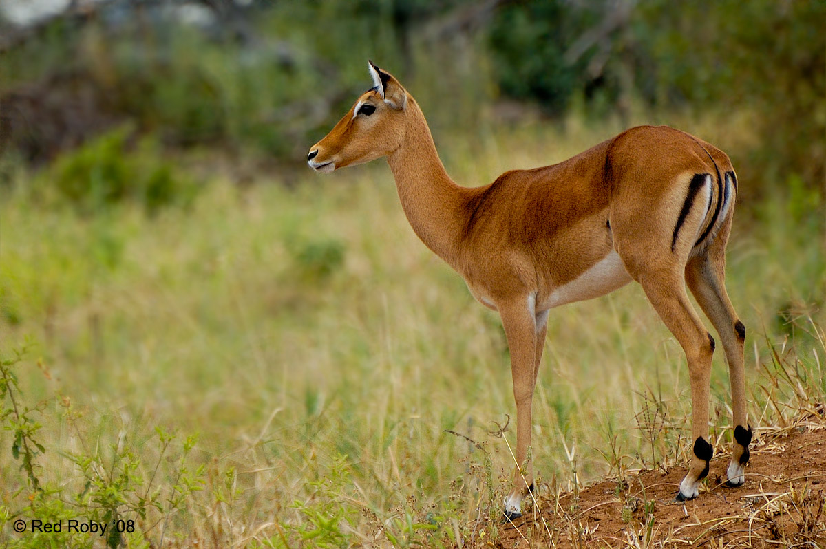 ../Viaggi/Tanzania/0187.jpg