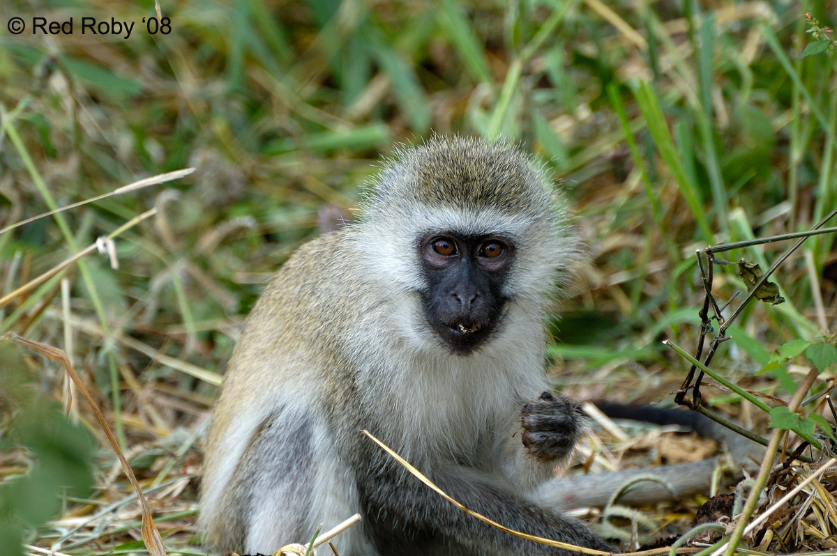 ../Viaggi/Tanzania/0197.jpg