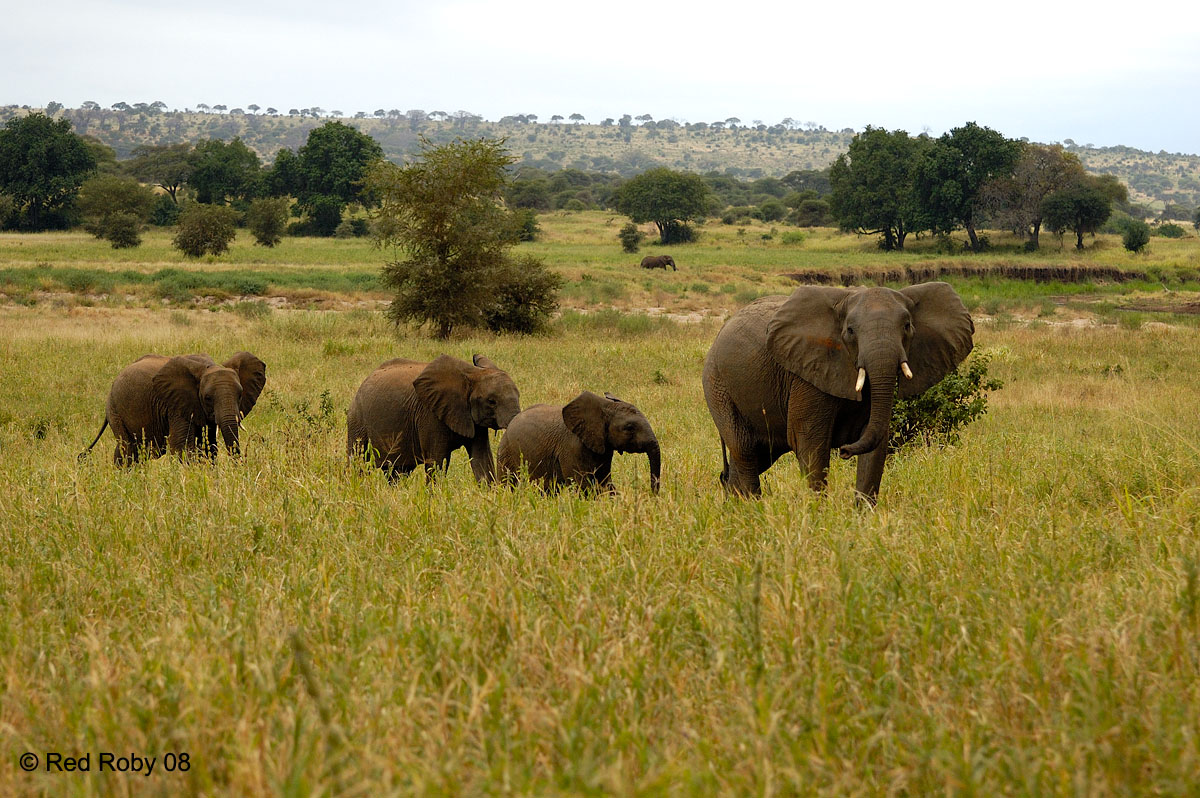 ../Viaggi/Tanzania/0223.jpg