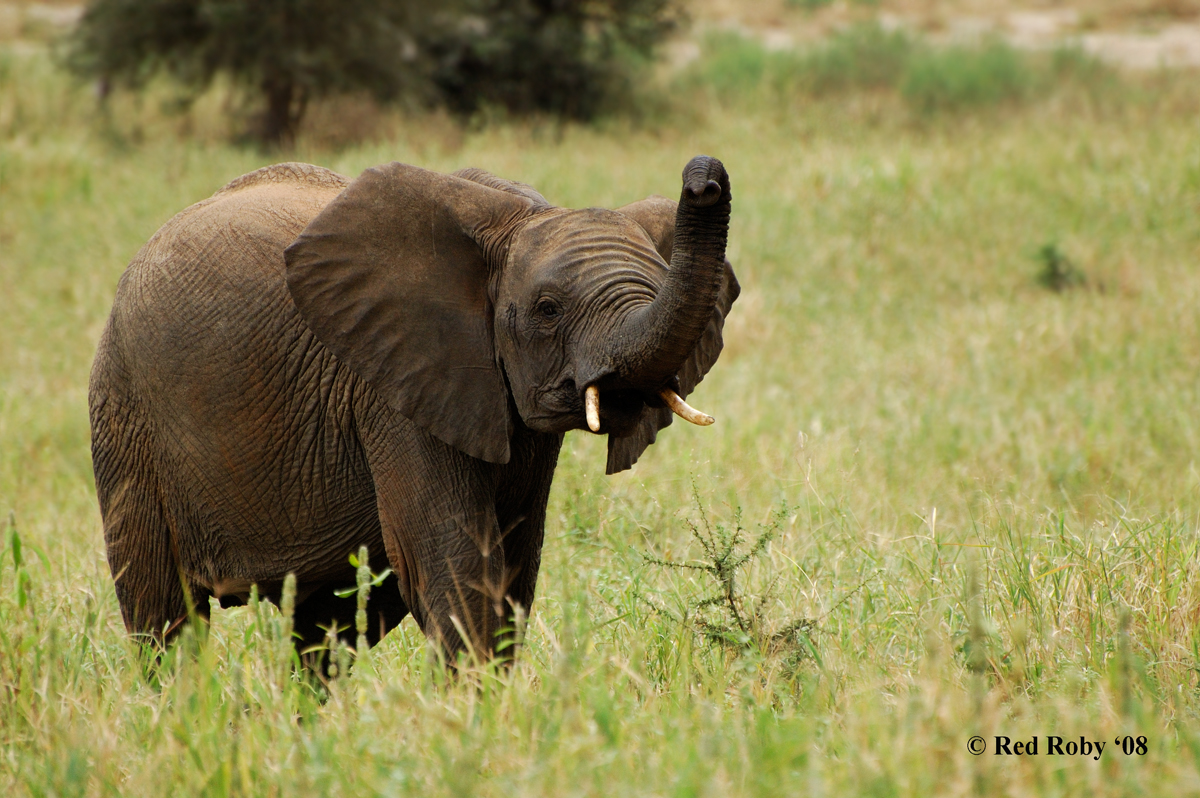 ../Viaggi/Tanzania/0224.jpg