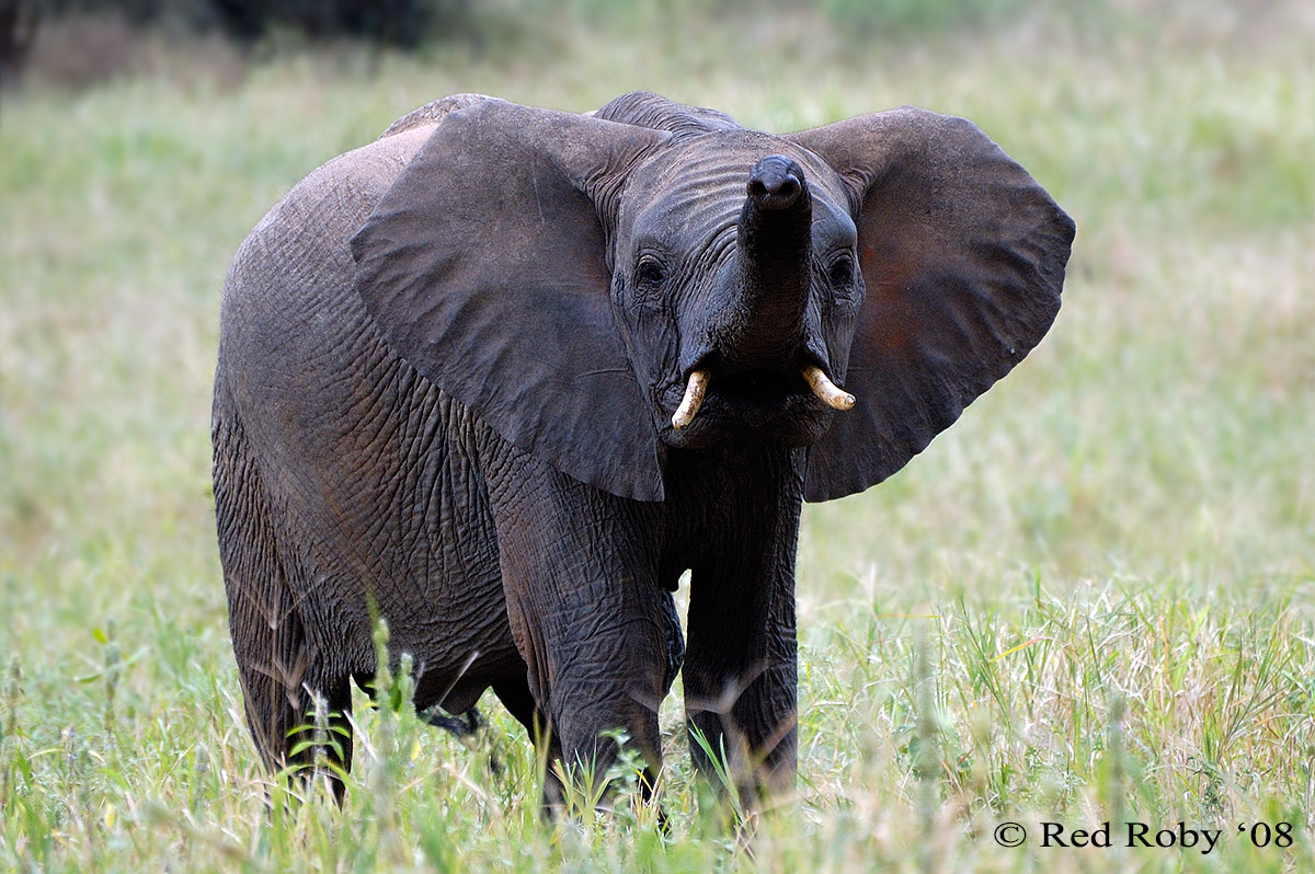 ../Viaggi/Tanzania/0226.jpg