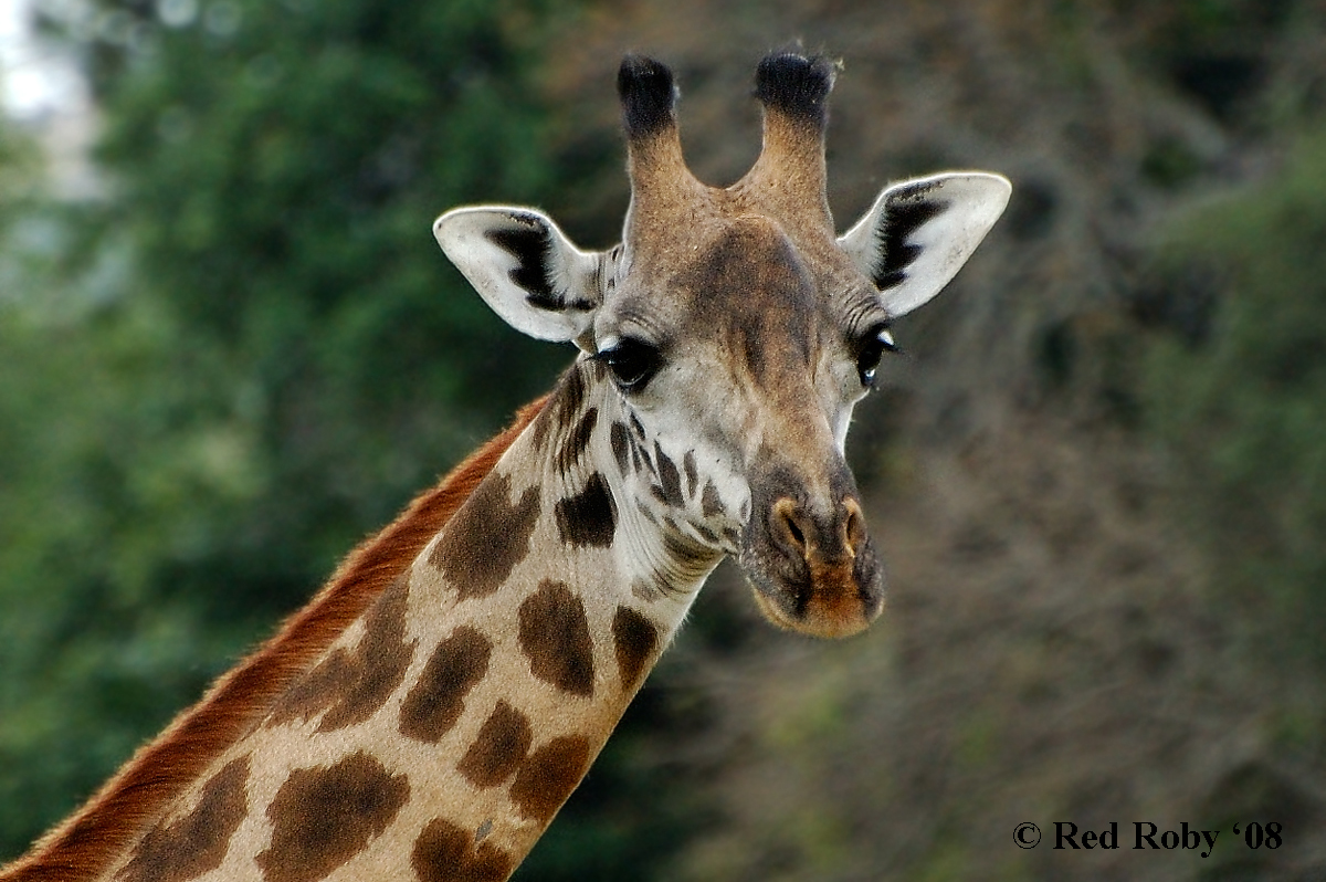 ../Viaggi/Tanzania/0241.jpg