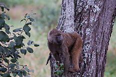 Tarangire