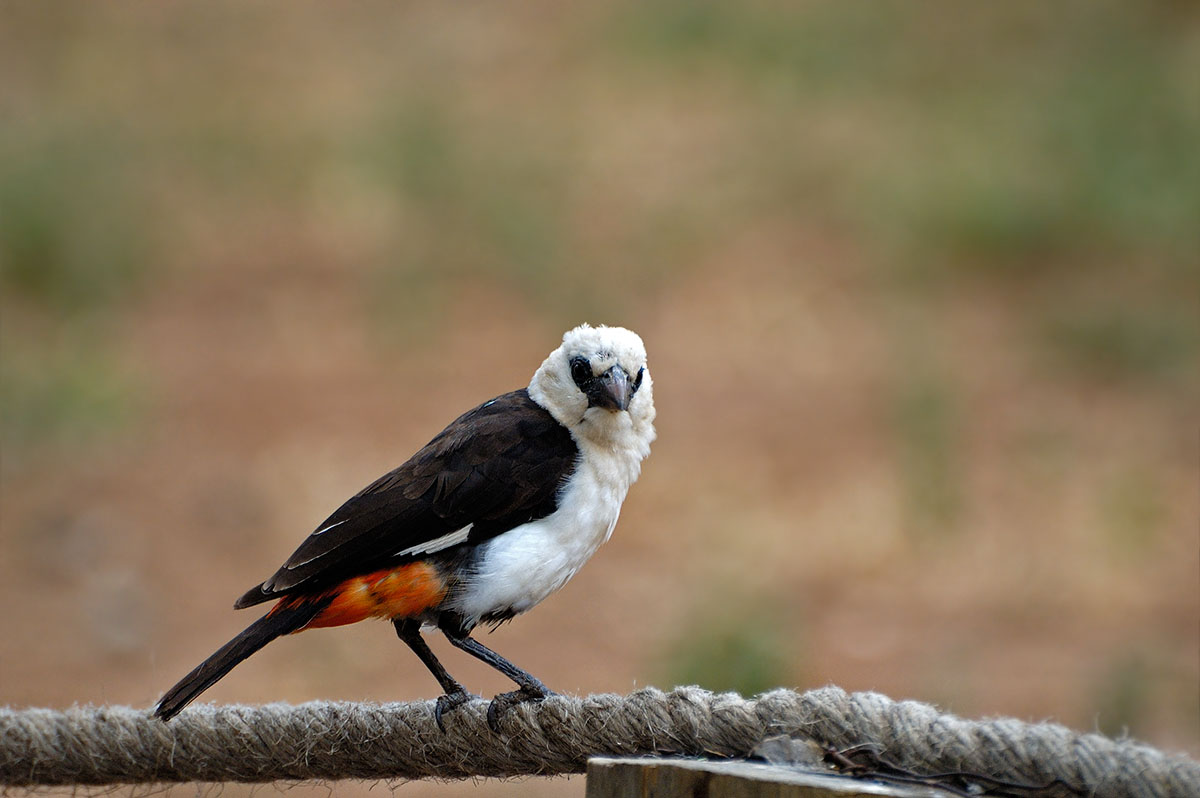 ../Viaggi/Tanzania/0258.jpg