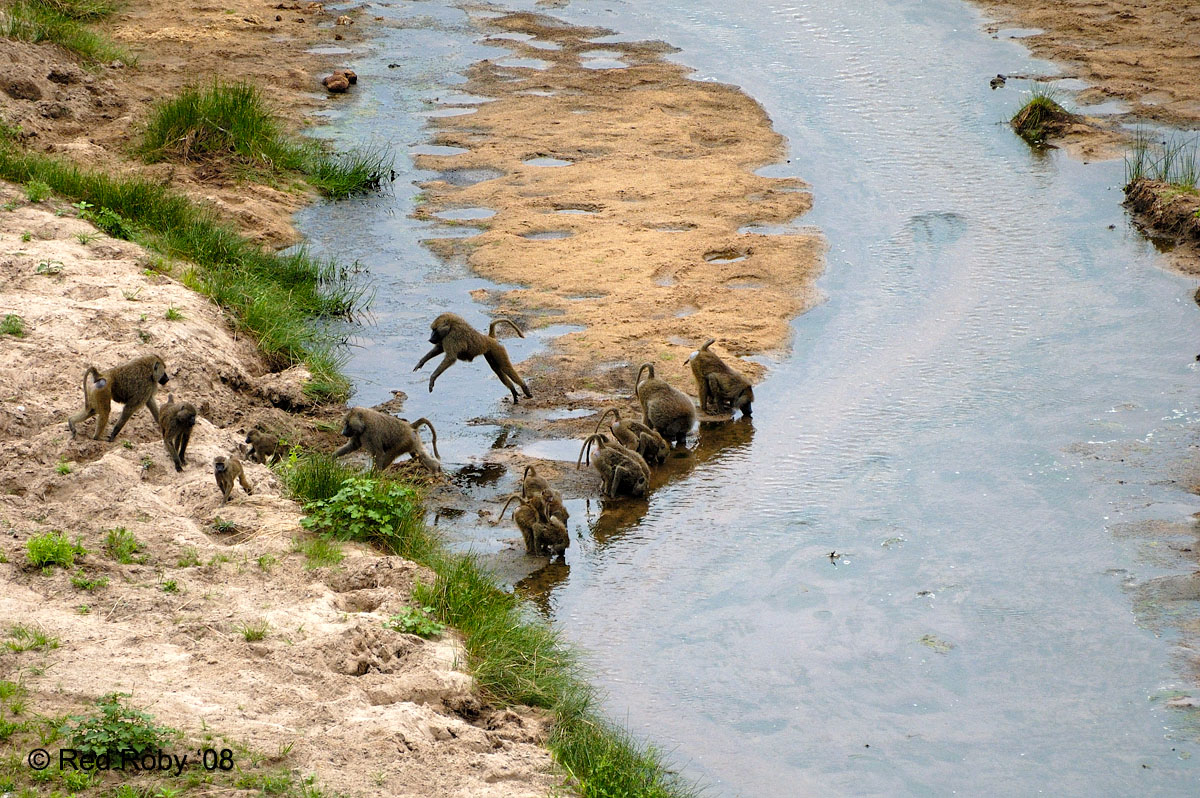 ../Viaggi/Tanzania/0263.jpg