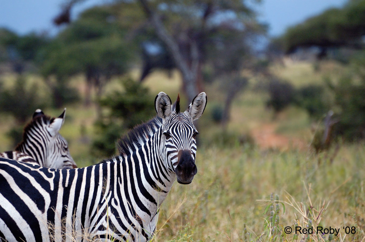../Viaggi/Tanzania/0271.jpg