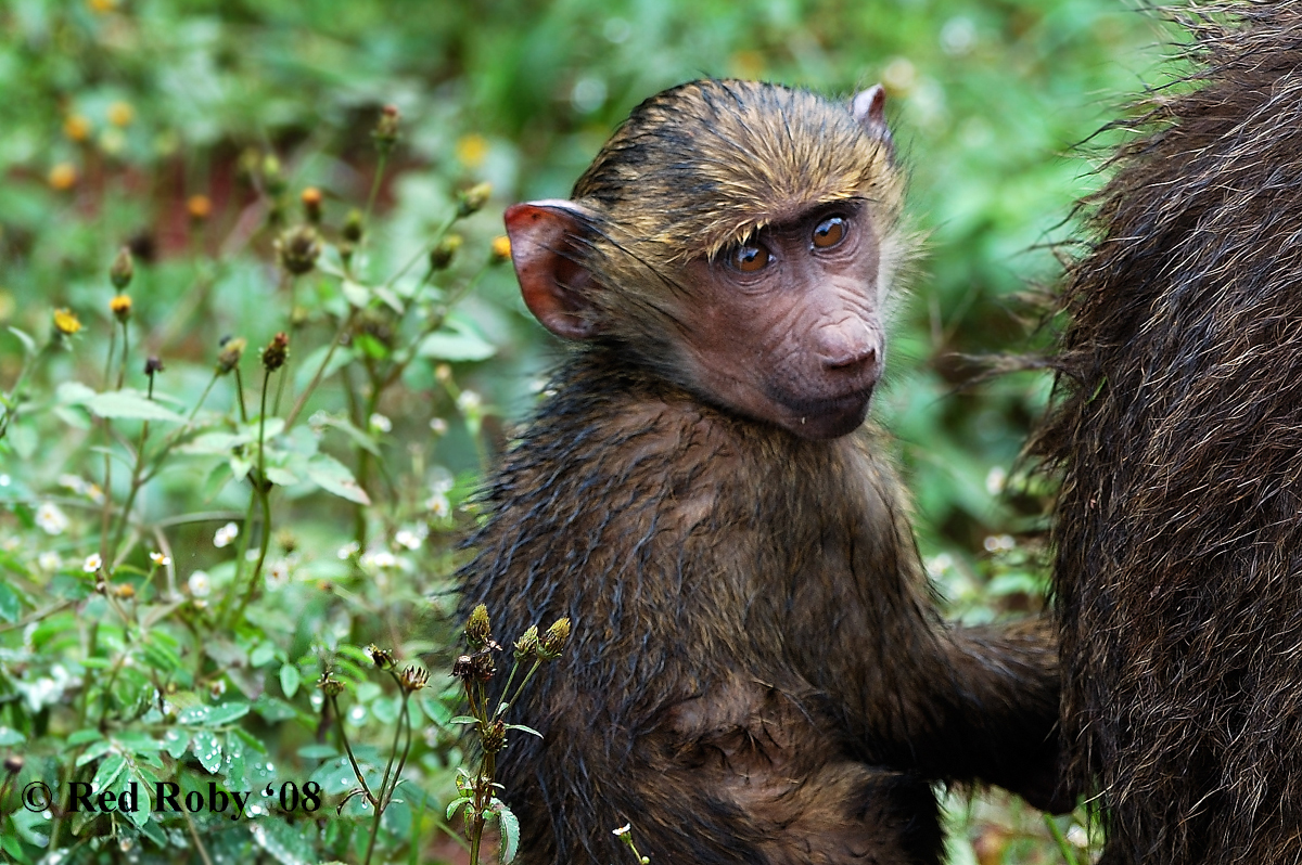 ../Viaggi/Tanzania/0307.jpg
