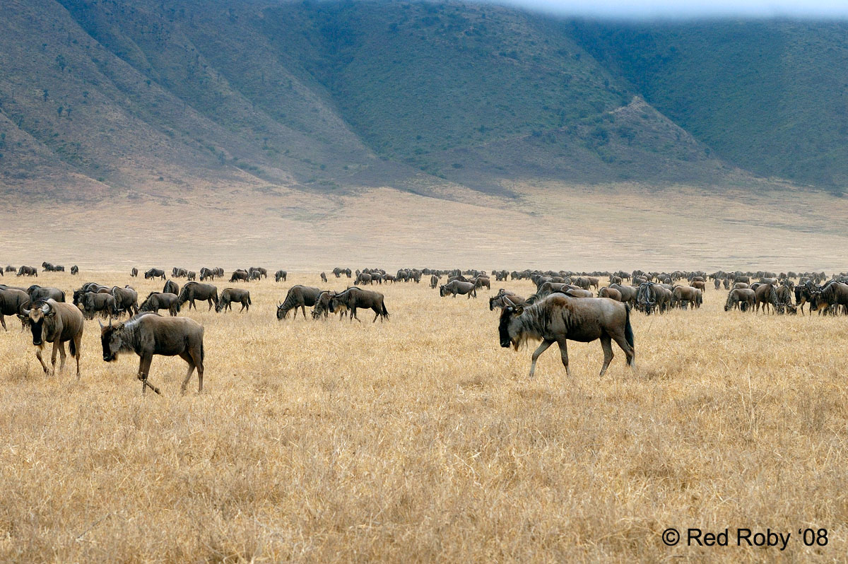 ../Viaggi/Tanzania/0449.jpg