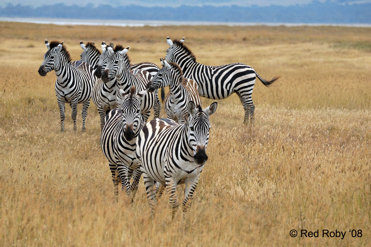 ../Viaggi/Tanzania/0464.jpg