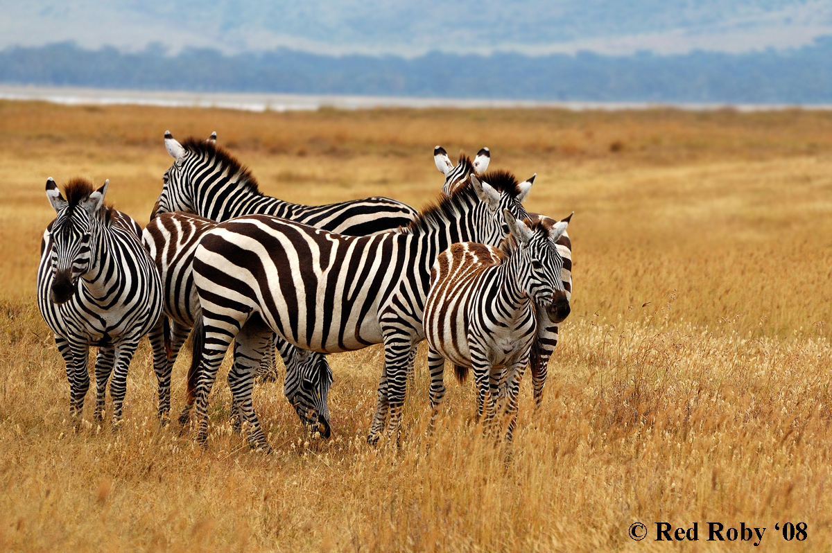 ../Viaggi/Tanzania/0468.jpg