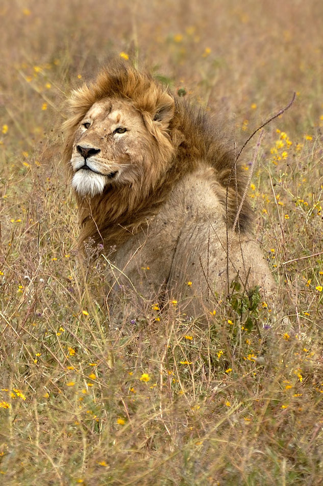 ../Viaggi/Tanzania/0515bis.jpg