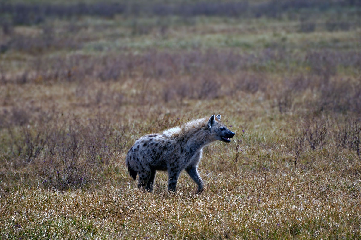 ../Viaggi/Tanzania/0524_2.jpg