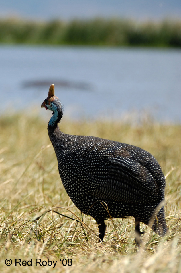../Viaggi/Tanzania/0531.jpg