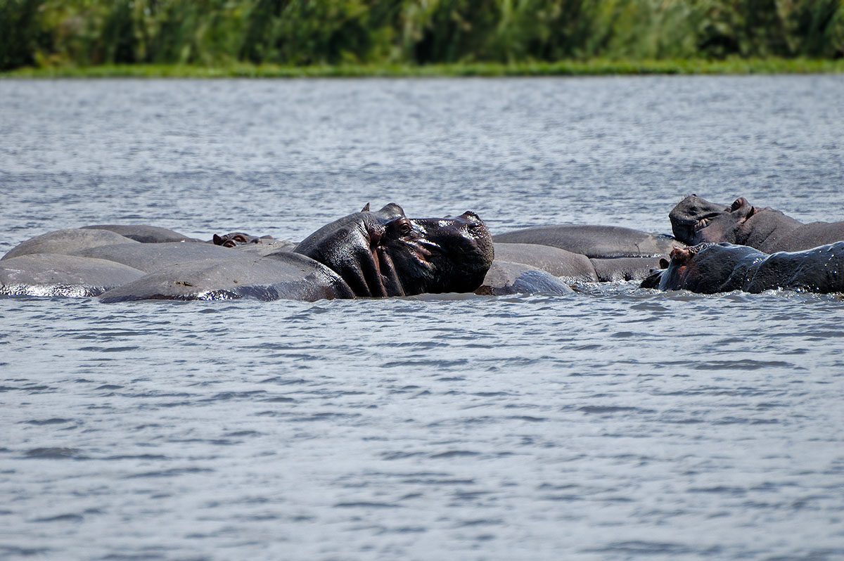 ../Viaggi/Tanzania/0536.jpg