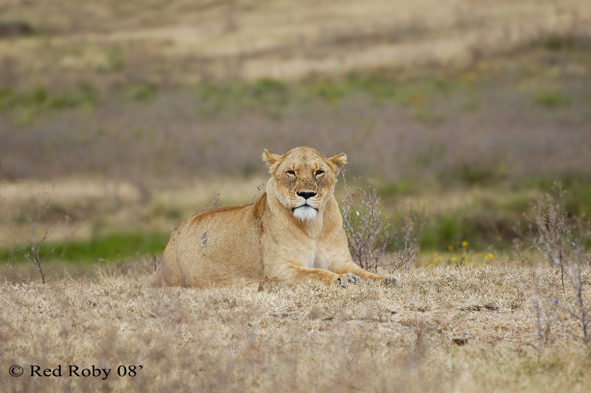 ../Viaggi/Tanzania/0573.jpg