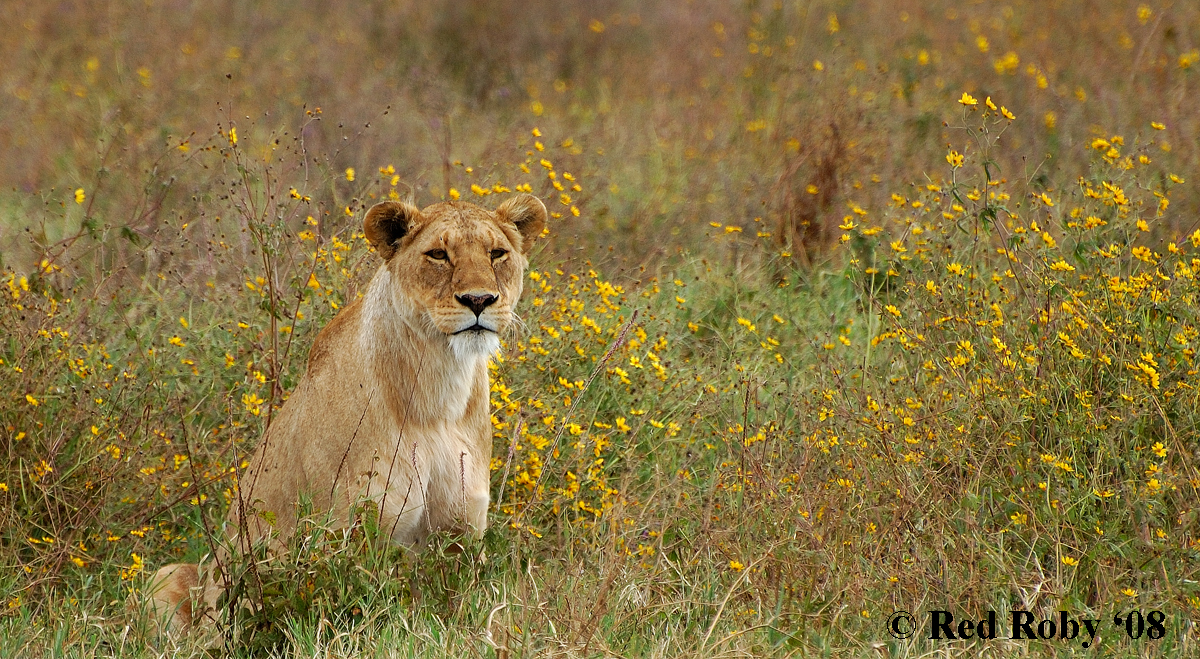 ../Viaggi/Tanzania/0580.jpg