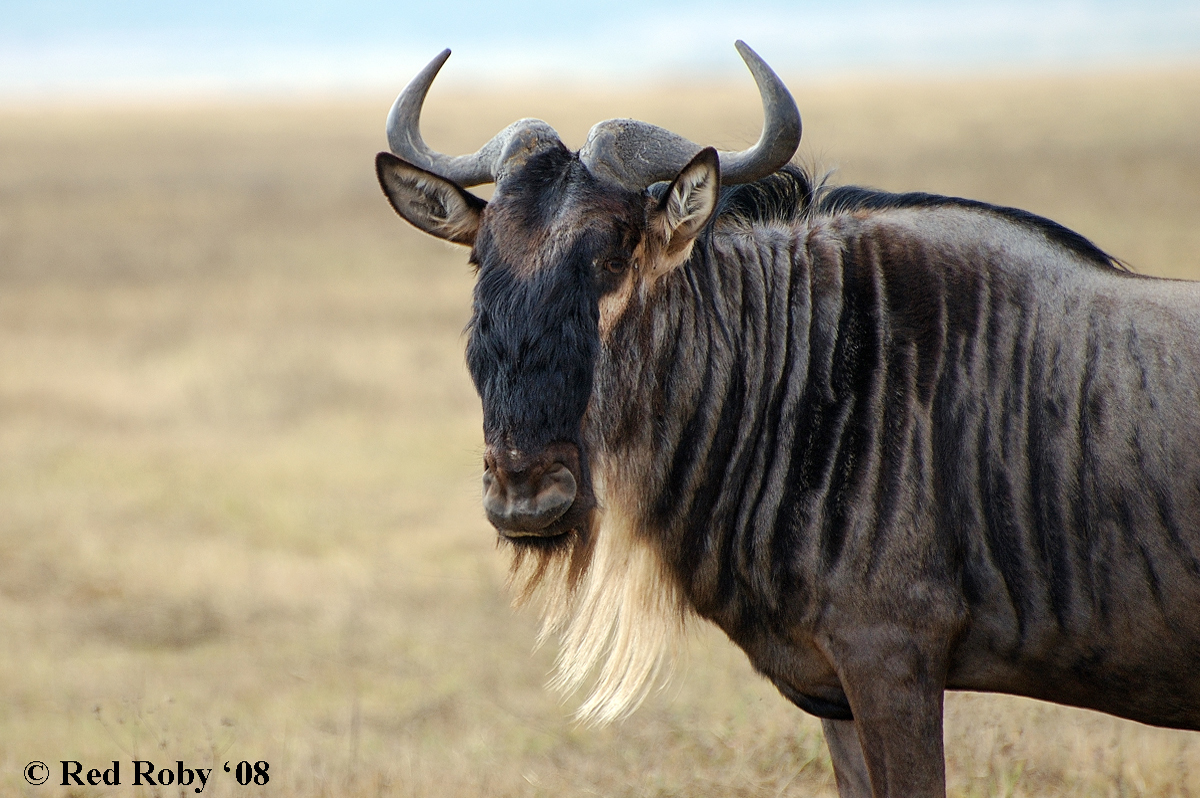 ../Viaggi/Tanzania/0628.jpg