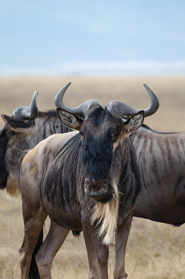 ../Viaggi/Tanzania/0630.jpg