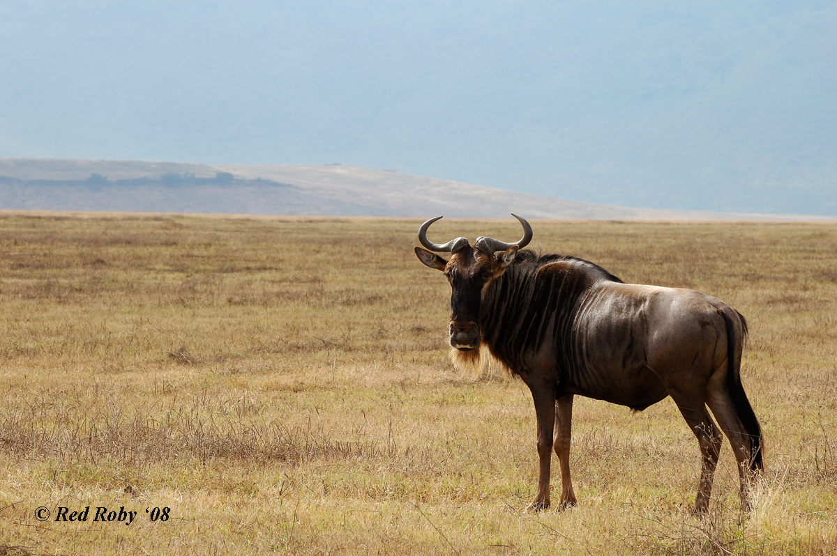 ../Viaggi/Tanzania/0633_2.jpg