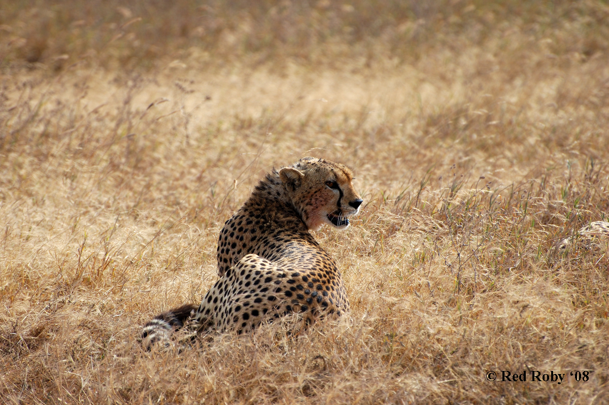 ../Viaggi/Tanzania/0678.jpg