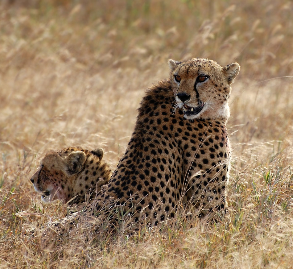 ../Viaggi/Tanzania/0607.jpg